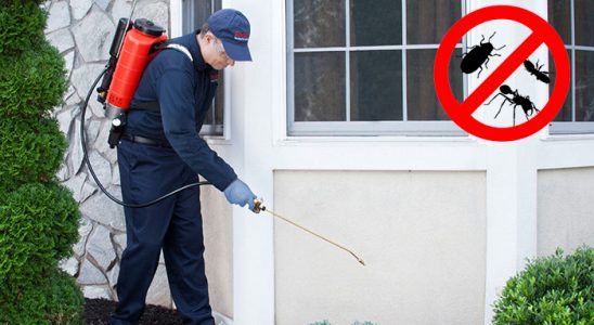 Amasra Pire İlaçlama böcek ilaçlama ve haşere kontrolü — ilaclama-tr.com